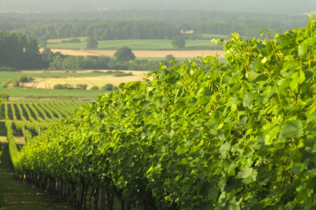 Nyetimber has grown into England’s biggest sparkling wine producer, making more than one million bottles a year from vineyards across England’s southeast.