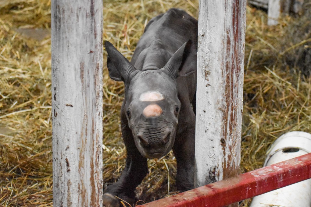 A rare black rhino calf born at the Potter Park Zoo in Lansing, Michigan, on Tuesday. Photo: Courtesy of Potter Park Zoo