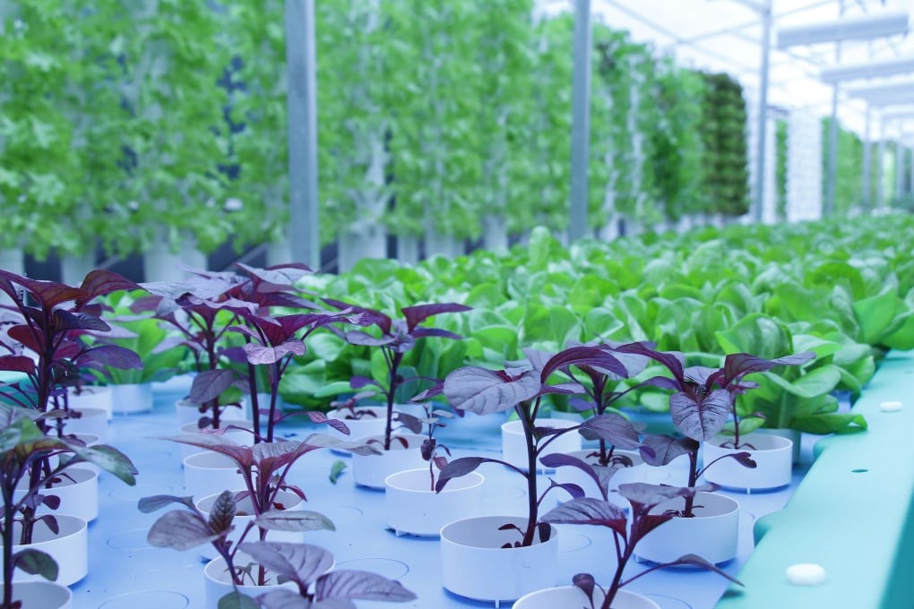 Vegetables in the Singapore Fairmont hotel’s aquaponics farm.