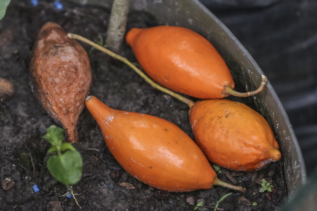 Roots of the iboga shrub, from which a psychedelic drug can be derived that helps opioid addicts get clean without painful withdrawal symptoms. Photo: AFP