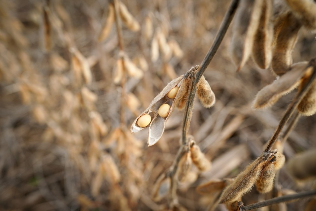 China is the world’s biggest importer of GM soybeans. Photo: Reuters