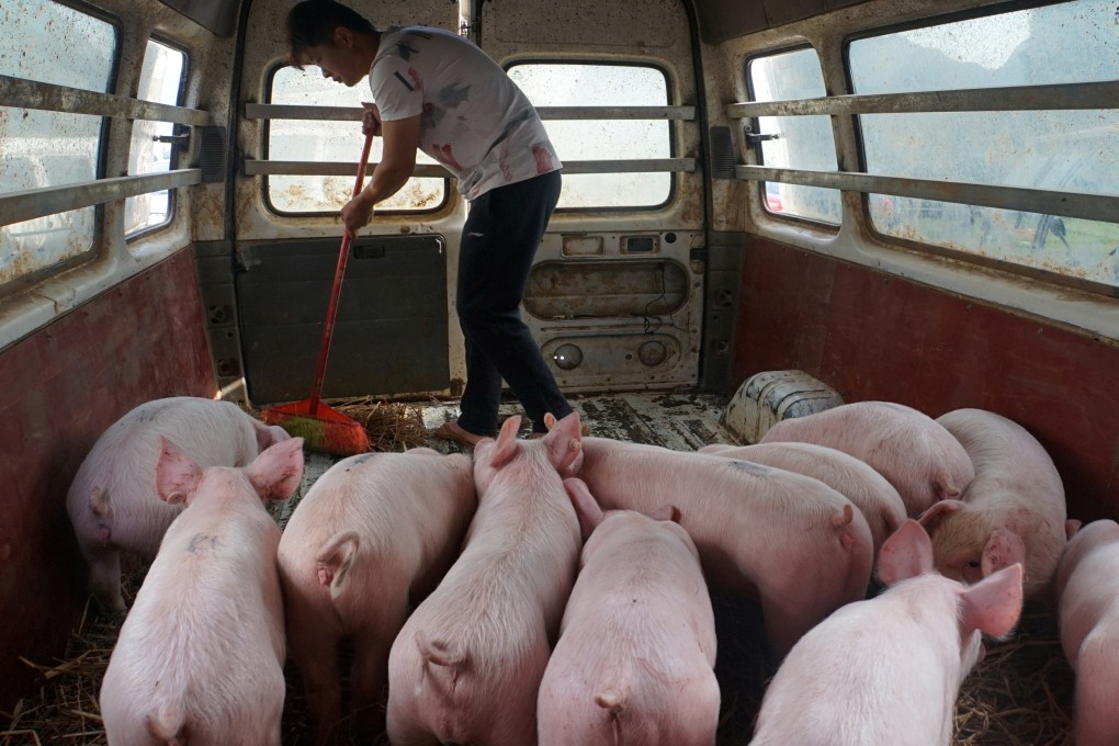 China’s pig herd has shrunk pig by more than 40 per cent because of the African swine fever outbreak. Photo: Reuters