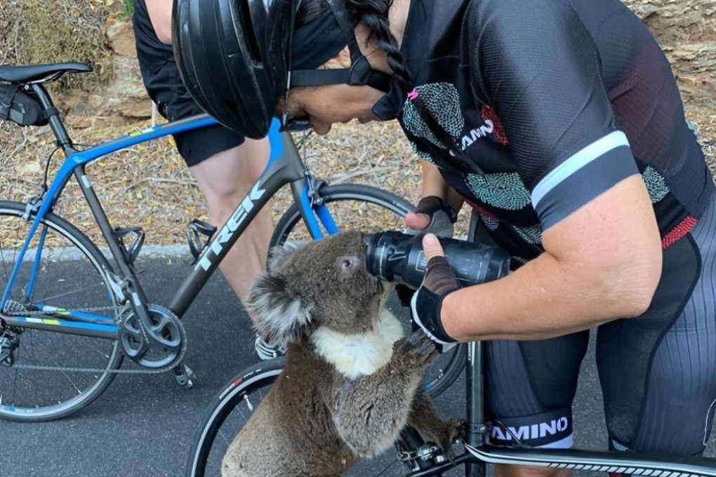 A thirsty koala in Australia gets a drink from a cyclist. Photo: Instagram, via Reuters