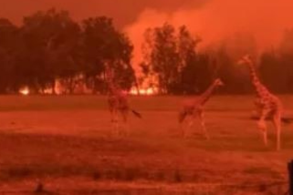 The zoo’s larger animals – its giraffes, zebras and rhinos – couldn’t be relocated. Instead, zoo staff sheltered them. Photo: Chad Staples