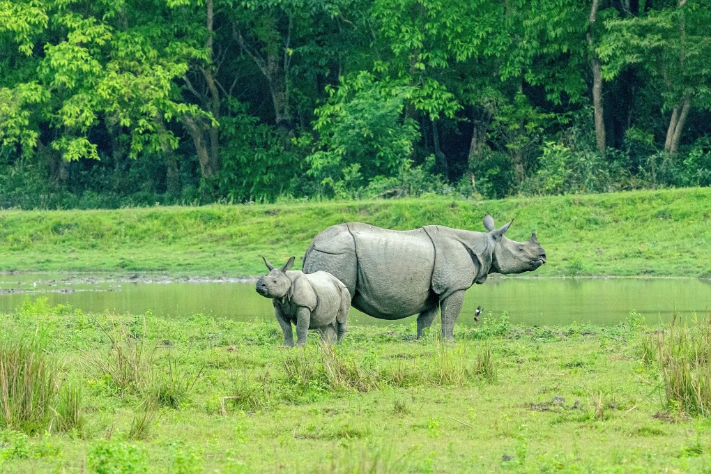 India is home to more rhinos than anywhere else in the world. Photo: Shutterstock