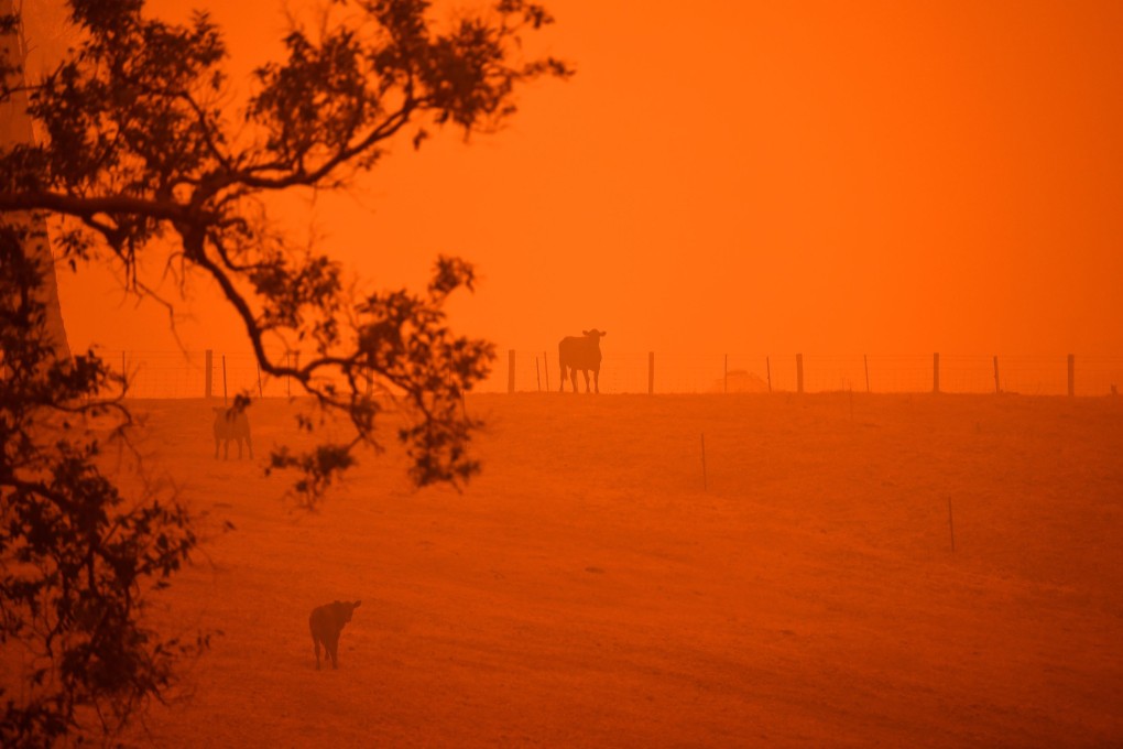 Cattle stand in a field under a red sky caused by bushfires in Greendale on the outskirts of Bega, in Australia’s New South Wales state. Photo: AFP