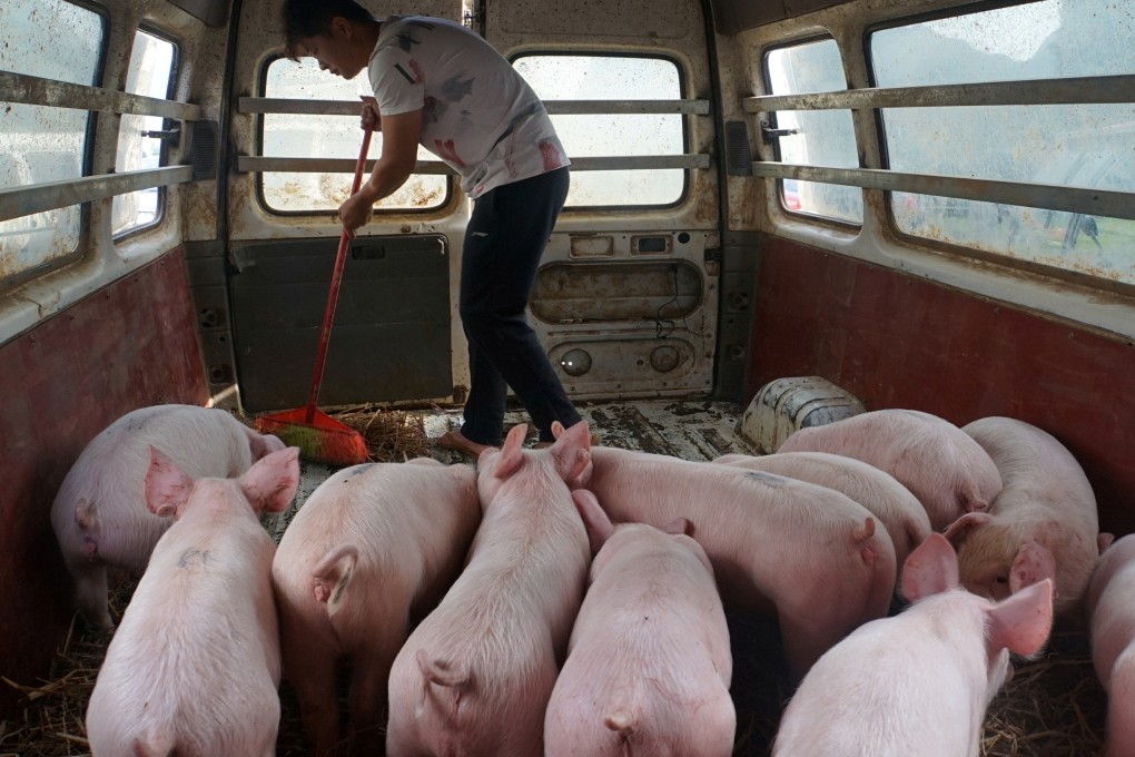 China’s sow herd rose 2.2 per cent in December compared with November, according to the government. Photo: Reuters
