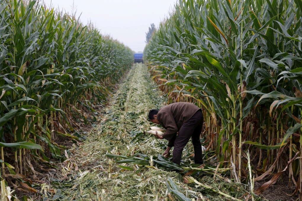 A new study has found that many of China’s new urban dwellers still live rural lives. Photo: Reuters