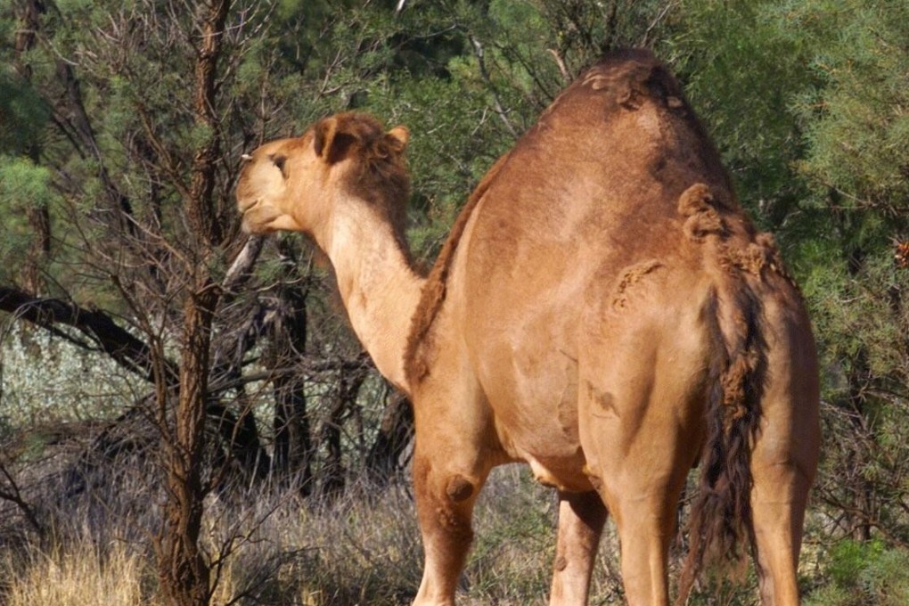 A feral camel searches for food in a remote town in Australia. File photo: AFP