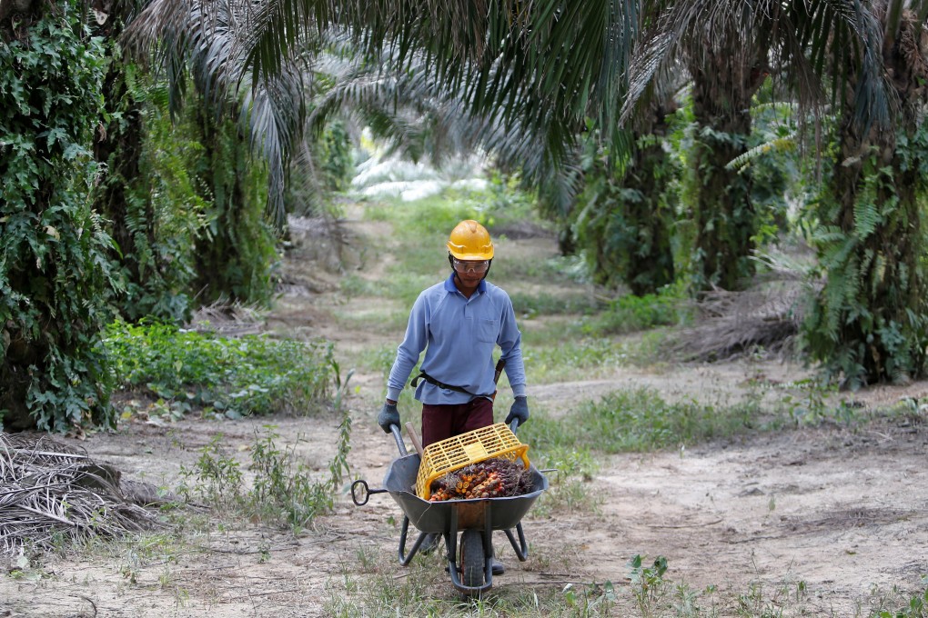 A worker collects palm oil fruits at a plantation in Bahau, Negeri Sembilan, Malaysia. Photo: Reuters