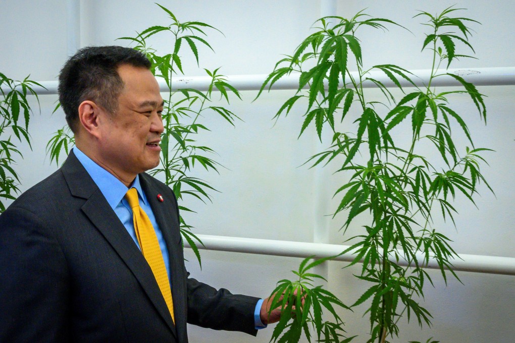 Thai Deputy Prime Minister and Minister of Public Health Anutin Charnvirakul advocates letting households and farmers grow cannabis to supply hospitals. Thailand was the first country in Southeast Asia to legalise medical marijuana in 2018. Photo: Mladen Antonov/AFP
