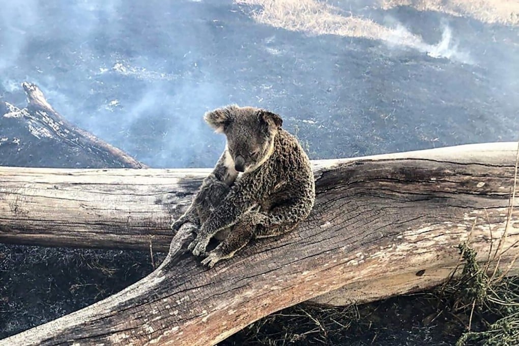 Jimboomba Police rescued a koala and her joey from fire in the Gold Coast hinterland as wild fires spread across Queensland State. Photo: Handout