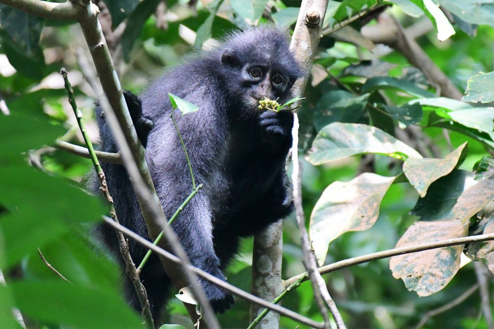 Raffles’ banded langur (Presbytis femoralis femoralis) is only found in Singapore and southern Peninsular Malaysia. With only 60 langurs left in Singapore and an estimated 250 to 300 left in Malaysia, it is critically endangered. Photo: courtesy of Andie Ang