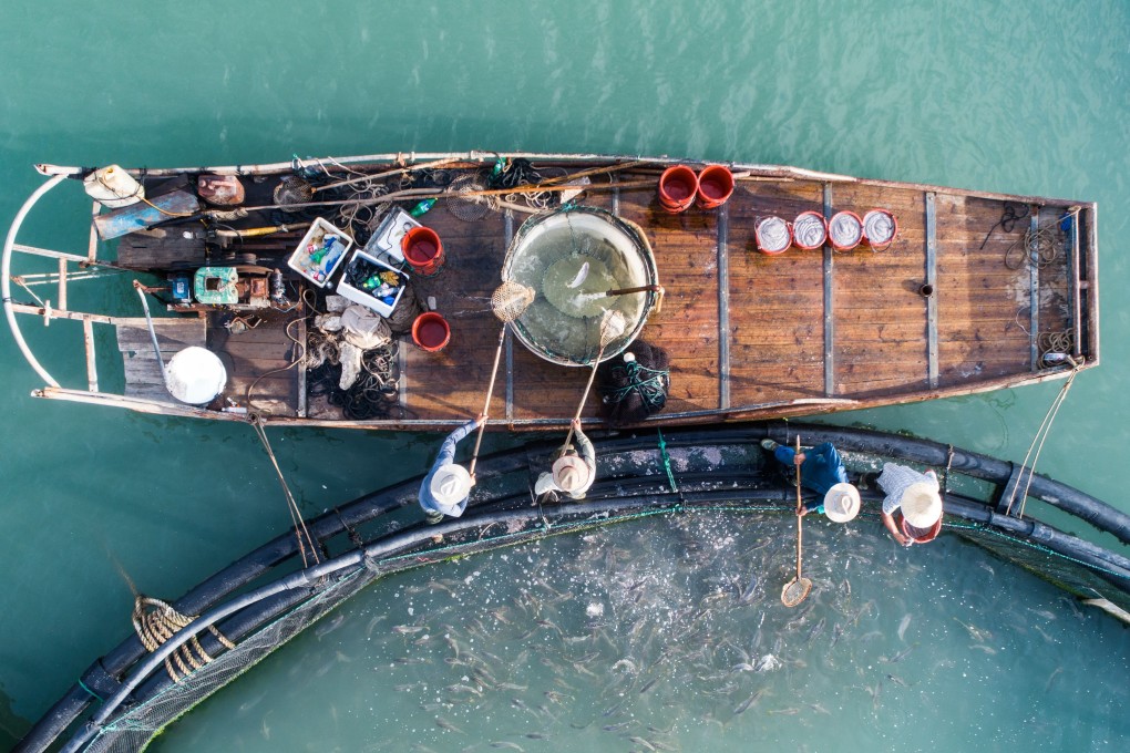 Fish farms supply most of the yellow croaker that finds its way onto Chinese tables. Photo: Xinhua