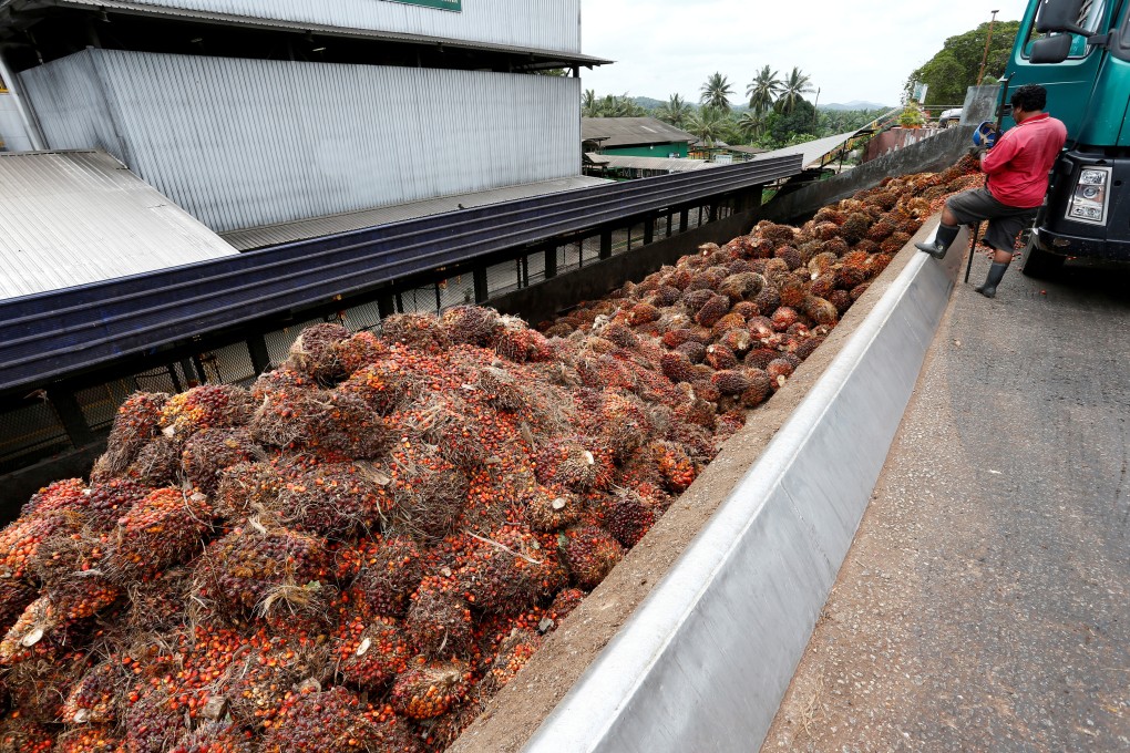 Bunches of palm oil fruit are unloaded from a truck at a mill in Bahau, Negeri Sembilan, Malaysia. Photo: Reuters