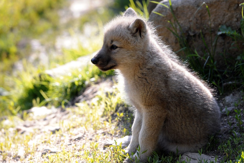 A white Arctic wolf cub is pictured at the Amneville Zoo in France in June 2010. Photo: AFP