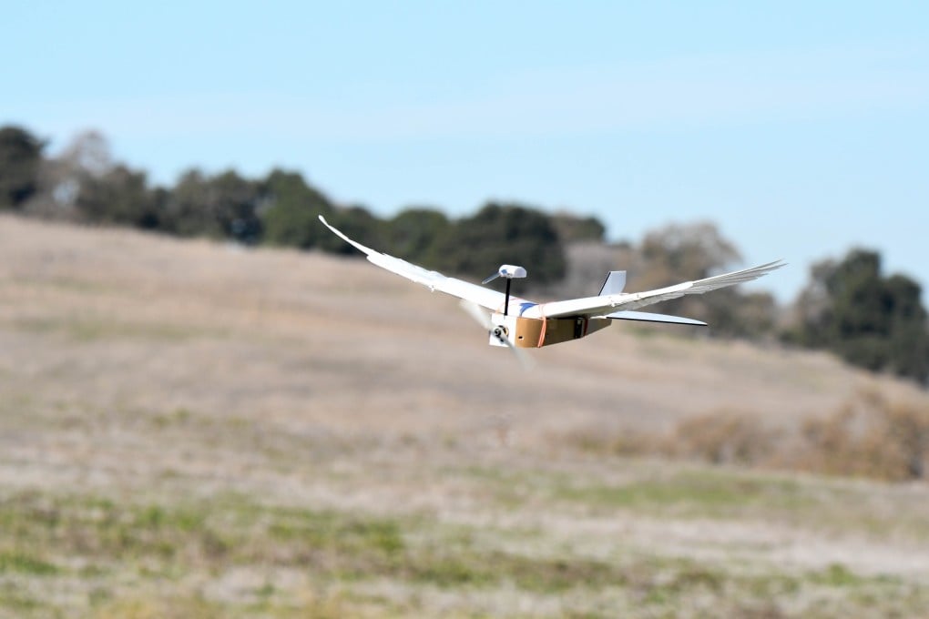 The PigeonBot is radio-controlled and was built with 40 real feathers in its wings. Photo: Lentink Lab/Stanford University via AFP