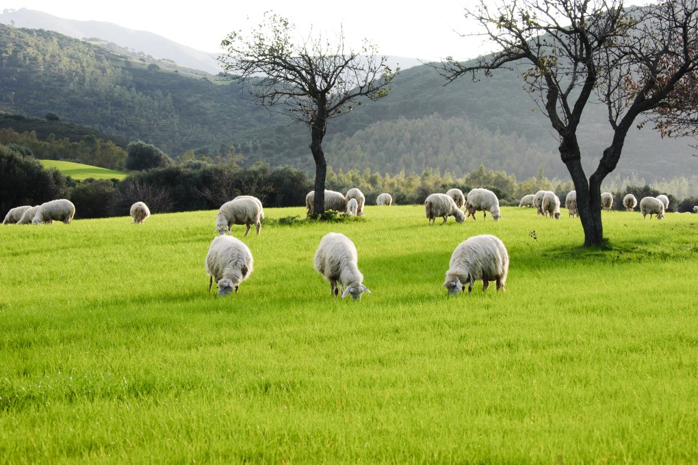 Sheep graze on an Australian farm. Kirsten Carriol was inspired by stays on her grandparents’ farm to launch a line of lanolin-based skin care products. Photo: Shutterstock