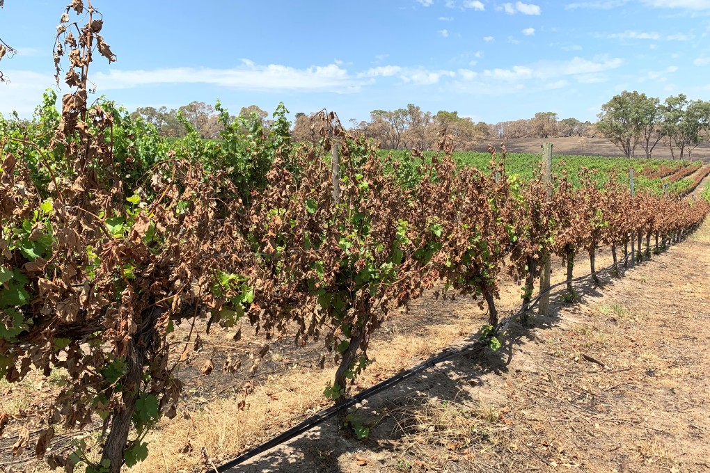 A view of Tomich Winery in Adelaide Hills following a bush fire last month. Photo: Reuters
