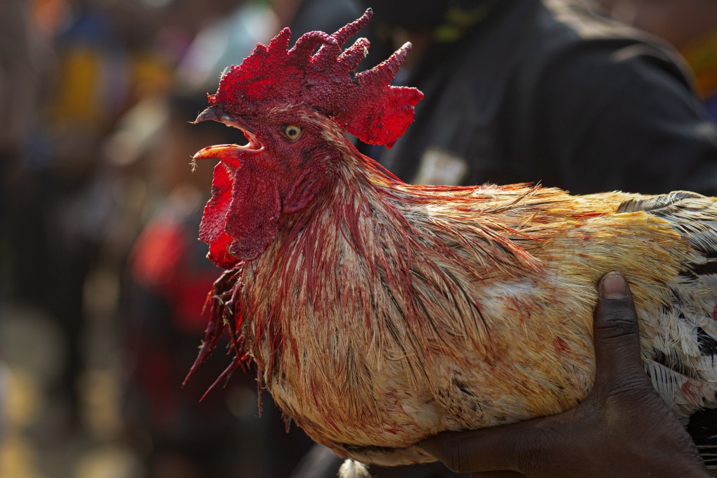 A rooster bleeds after taking part in a cockfight as part of Jonbeel festival near Jagiroad, India, on January 17. Photo: AP