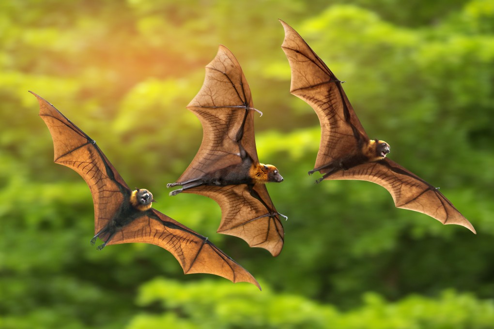 Bats are the source of a number of viruses harmful to humans, but where does the word come from? Photo: Shutterstock