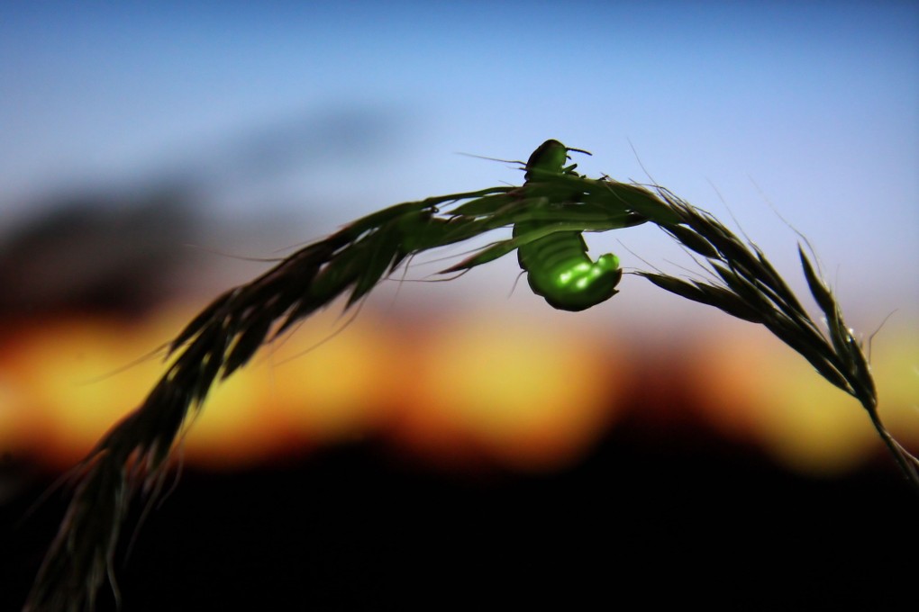 A female glowworm shines to attract her mate. Photo: Tufts University via AFP