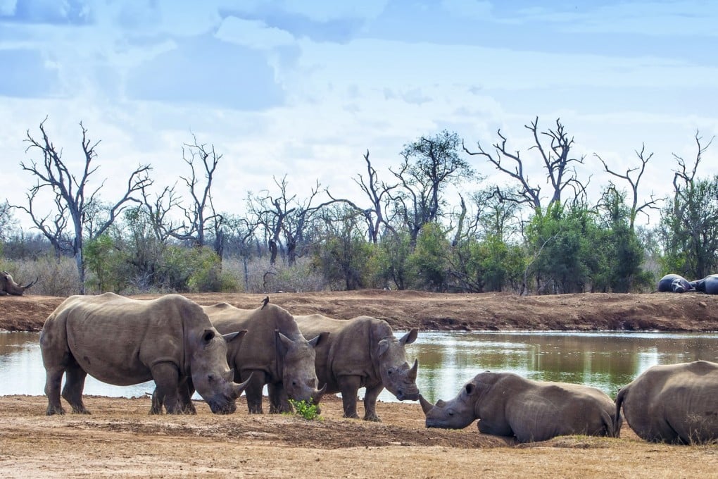 Rhinoceroses in Hlane Royal National Park, eSwatini. Photo: Shutterstock