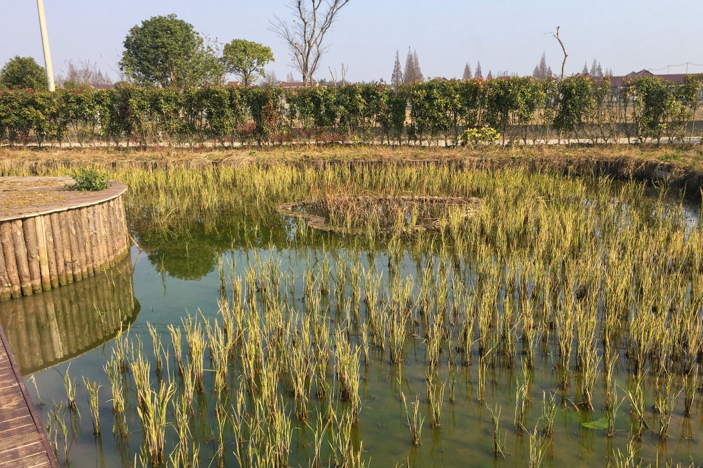 Jiang Fan cooperative is promoting an ancient agriculture method that combines raising rice and fish in the same paddy fields. Photo: Elaine Chan