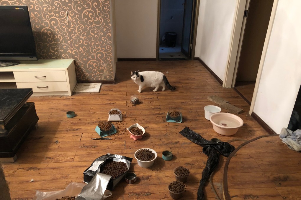 A cat in a Wuhan home after being saved by volunteers, who left food and water that can last a month. Photo: Wuhan Pet Life Online