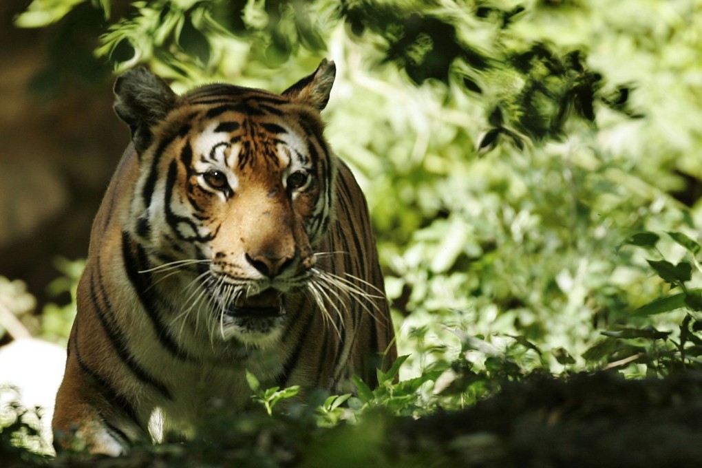 South China tigers have not been sighted in Hong Kong since the 1970s, but author John Saeki has discovered that before this there were more sightings than most people may realise. Photo: Reuters