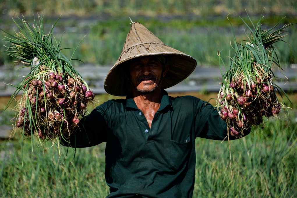A farmer collects onions during the harvest in Pekan Bada, near Banda Aceh, Indonesia. Photo: AFP