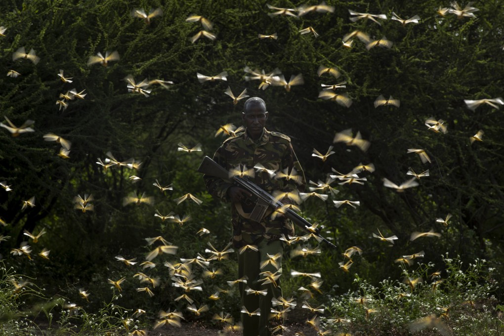 A ranger is surrounded by desert locusts as he and a ground team relay the coordinates of the swarm to a plane spraying pesticides, in Nasuulu Conservancy, northern Kenya. Photo: AP
