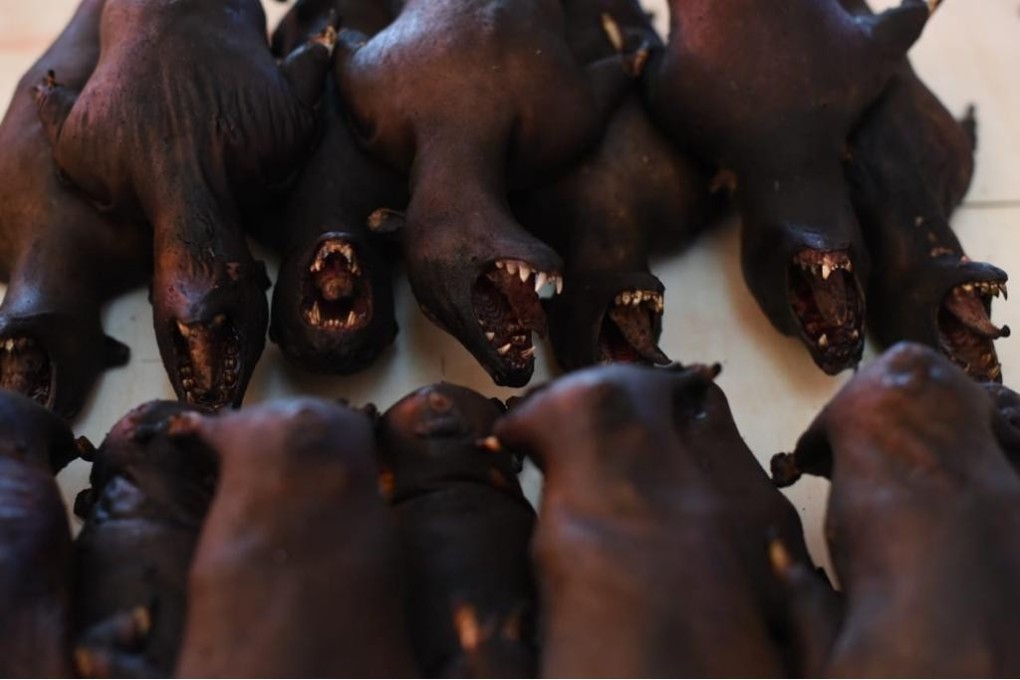 Wild animals on sale for human consumption at Tomohon Extreme Market in North Sulawesi, Indonesia. Photo: YAKI