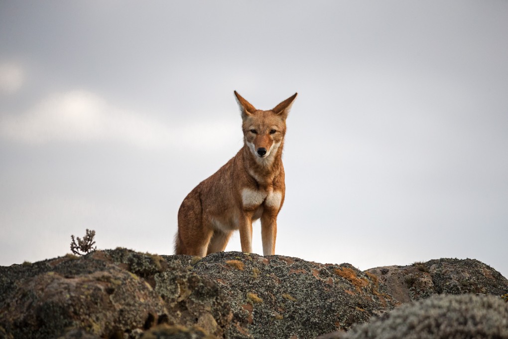 An Ethiopian wolf in the Bale Mountains National Park, Ethiopia. Photo: Daniel Allen