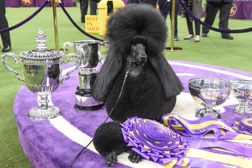 Standard poodle Siba sits in the winner’s circle after being crowned Best in Show during the annual Westminster Kennel Club dog show in New York City. Photo: Agence France-Presse