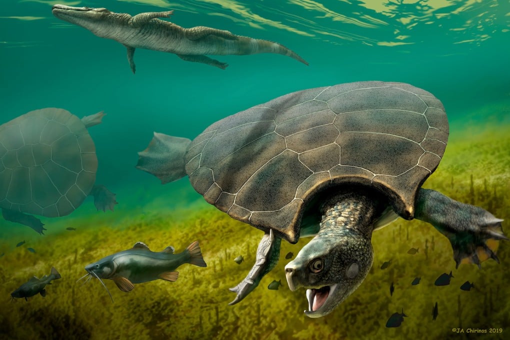 An illustration depicts the extinct freshwater turtle Stupendemys geographicus, which lived in lakes and rivers in northern South America during the Miocene epoch. Image: J.A. Chirinos via Reuters