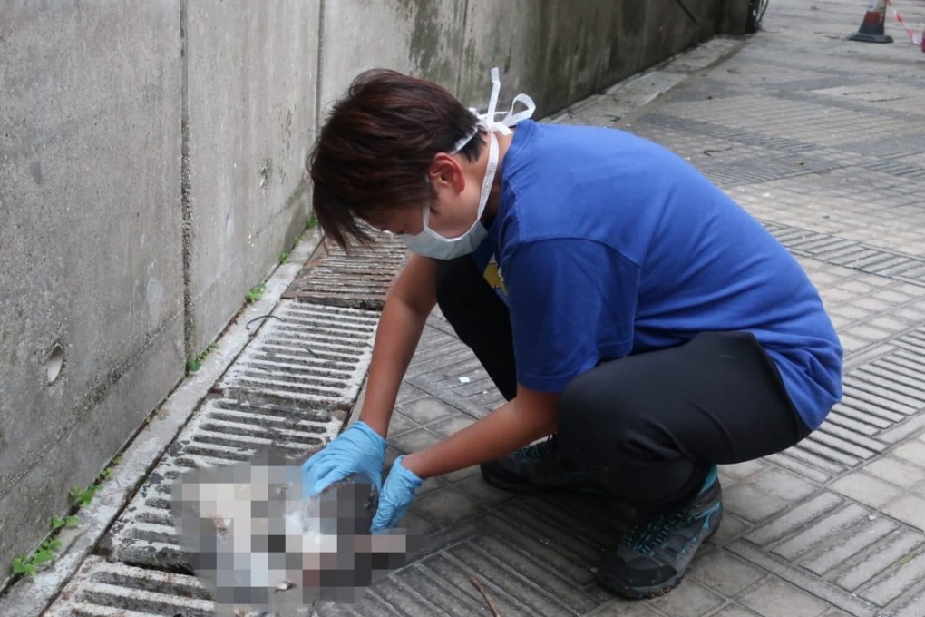 One of the dead animals is collected from Hong Kong Garden. Photo: Handout