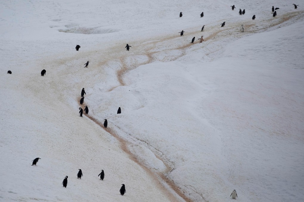 A colony of chinstrap penguins walks along a mountain on Two Hummock Island, Antarctica. Photo: Reuters