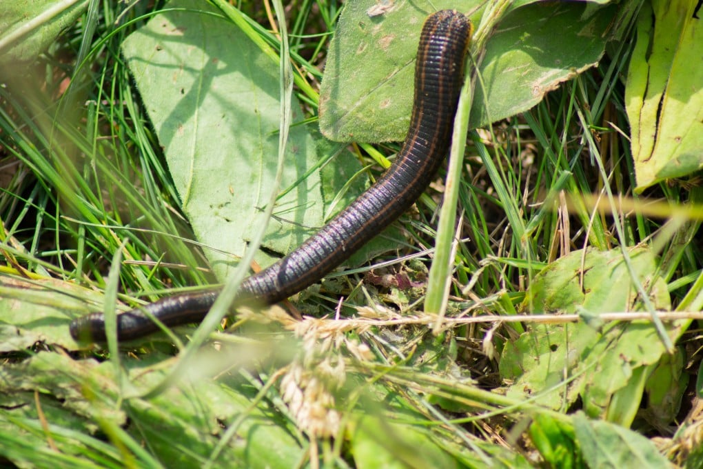 Leeches’ stomachs contain DNA from the blood of animals they have fed on. The information can be used to model the population of these animals, and check for population drops that would indicate hunting was going on to supply wild meat markets where the risk of animal-to-human viral infections is high. Photo: Shutterstock