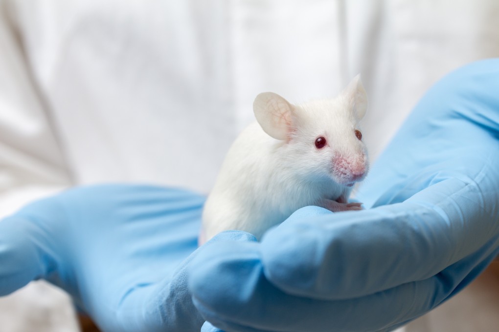 Researchers have developed a vaccine that doubles the survival time of mice with pancreatic cancer. The personalised vaccine could delay the onset of the disease in high-risk individuals, and could be used against other cancers, they say. Photo: Shutterstock