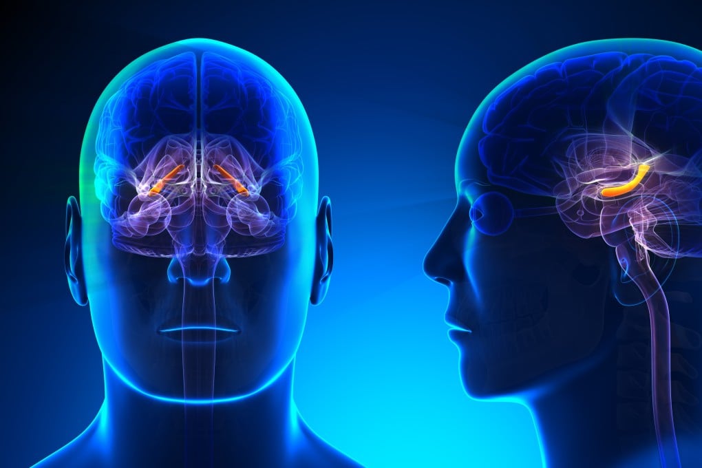 A junk food diet can alter the hippocampus in as little as a week, reducing our appetite control. Photo: Shutterstock