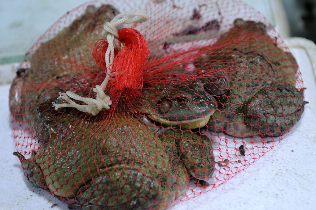 Frogs are a multibillion-dollar business in China. Photo: Biosphoto