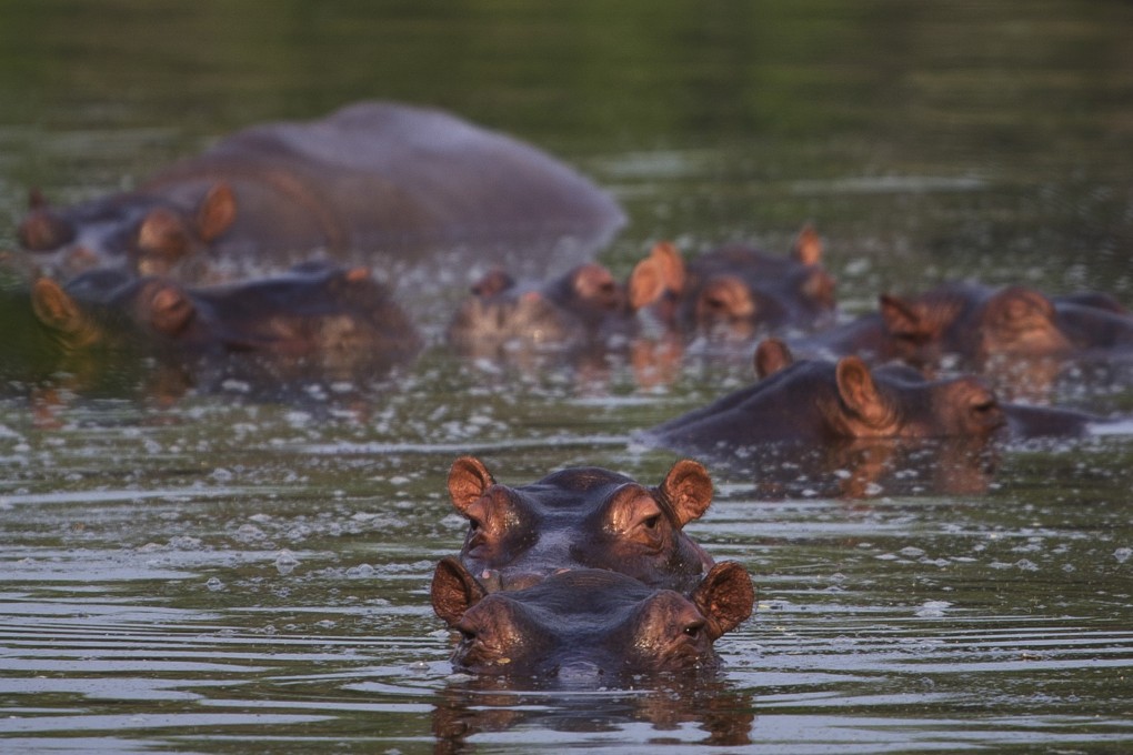 The hippos have been taking over the countryside near his former ranch, endangering native animals while also leaving farmers and fisherman fearing for their safety. Photo: AP