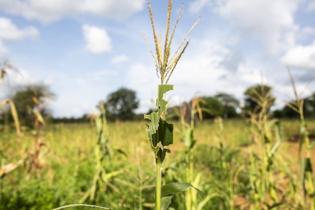 Locusts, which decimate almost all green vegetation including crops and trees, have infested parts of India and Pakistan, bordering China. Photo: Bloomberg