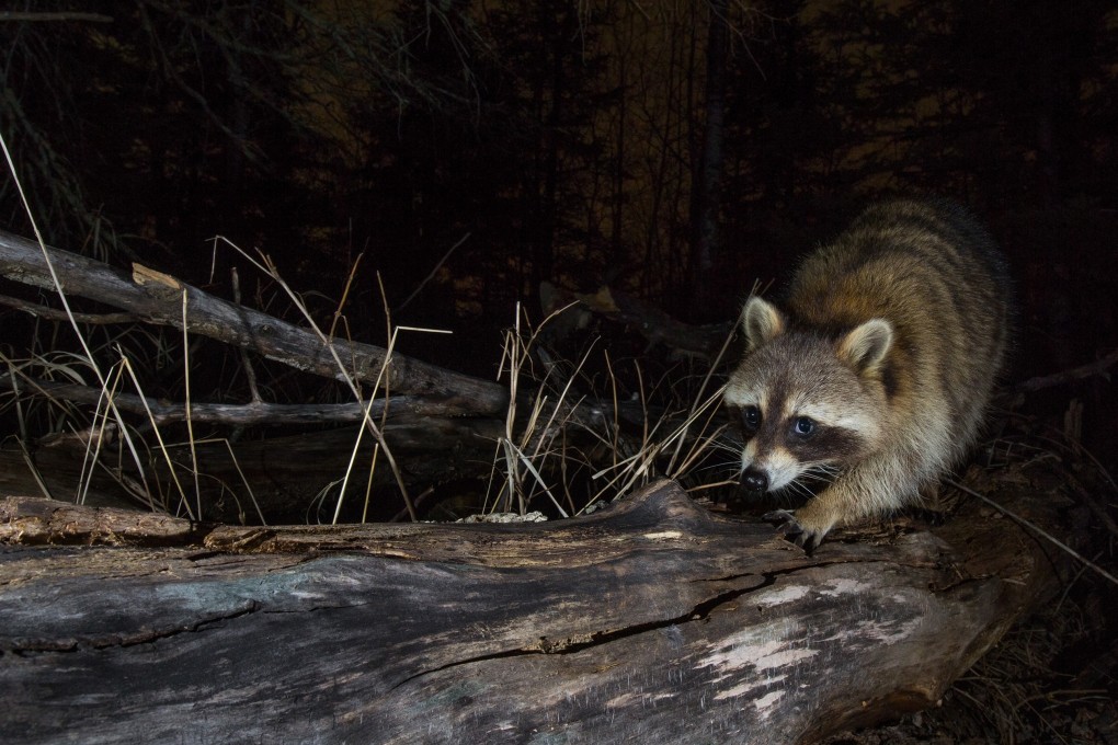 A raccoon walks up a log over a creek, a common location to capture animals on camera traps. Photo: Ryan Pennesi/TNS