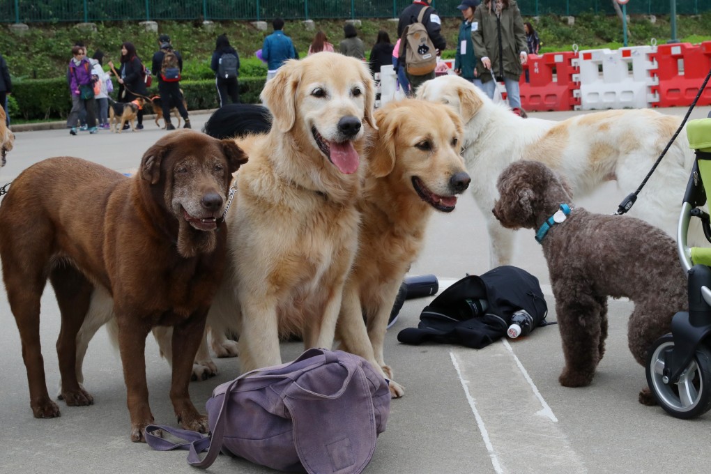 Medical professionals have advised Hongkongers to watch where they walk their dogs, and wash their hands after touching them. Photo: Edmond So