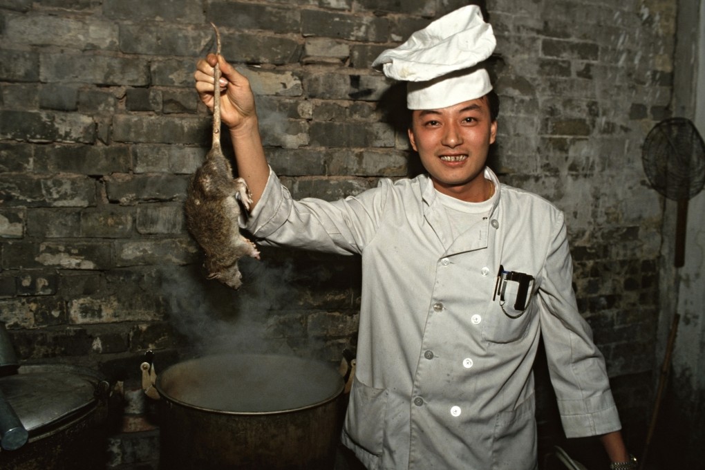 A chef holds a rat by the tail at a restaurant that specialises in rat dishes in Guangzhou, southern China. The city recently banned the consumption of wild animals because of the coronavirus epidemic. Photo: Gerhard Joren/LightRocket via Getty Images