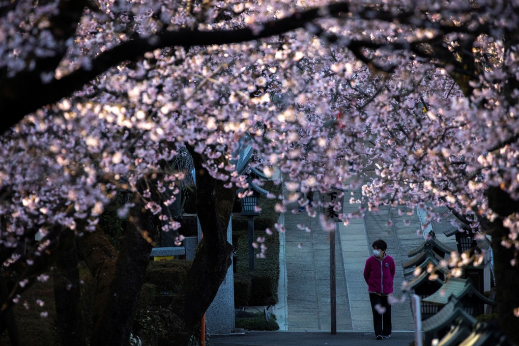 A man takes a walk through a row of cherry blossom trees in Saitama prefecture, Japan on March 6, 2020. Photo: Reuters