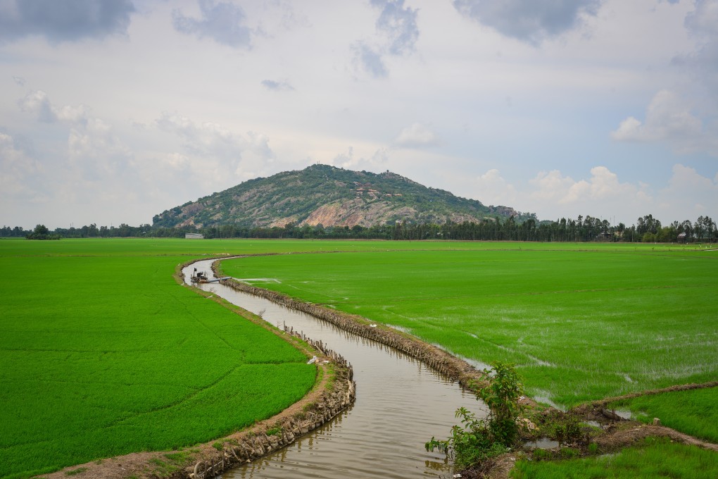 Rice fields in the Mekong Delta of Southern Vietnam. Photo: Shutterstock