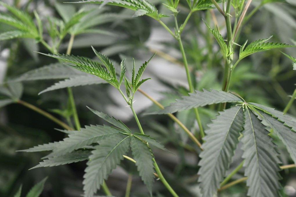 Efforts to legalise medical marijuana in Indonesia have gained ground in recent years, even though the government remains resistant to the idea. Photo: AFP